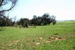 Mpumalanga, PIET RETIEF district, Iswepe, Driepan 432, farm cemetery