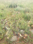 Gauteng, KRUGERSDORP district, Sterkfontein, Sterkfontein 173_2, Oaktree, farm cemetery