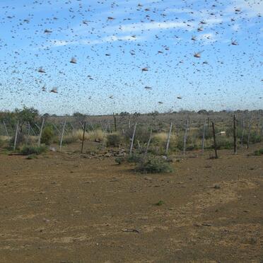 Eastern Cape, ABERDEEN district, Palmietfontein 241_2, Elandsdrift, farm cemetery