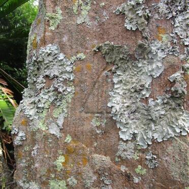Stone No 4 - BOWKER Julia Eliza nee McGOWAN 1827-1904