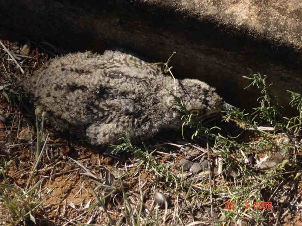 3. New life in the cemetery