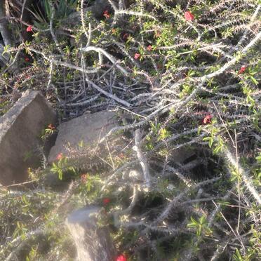 LÜTGE Dorothea -1904