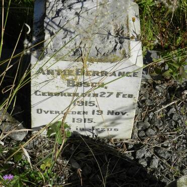 BOSCH Antie Berrange 1915-1915