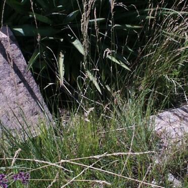 HEERDEN Cornelius Johannes Petrus, van -1931