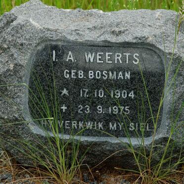WEERTS I.A. nee BOSMAN 1904-1975
