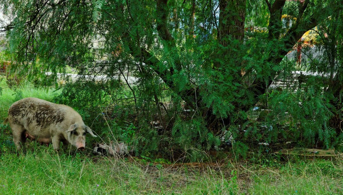 2. Boshof old cemetery - animal life