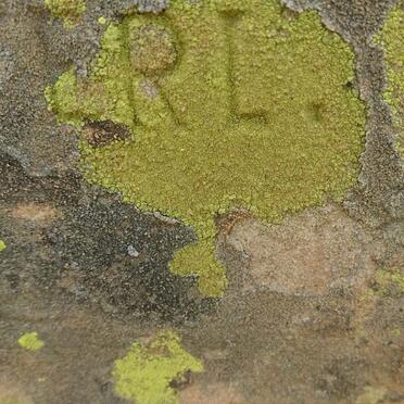 DREIJER Casper J.R. 1860-19??