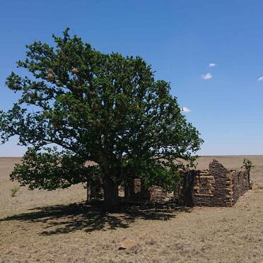Free State, FRANKFORT district, Koppiesdam 437, Single grave