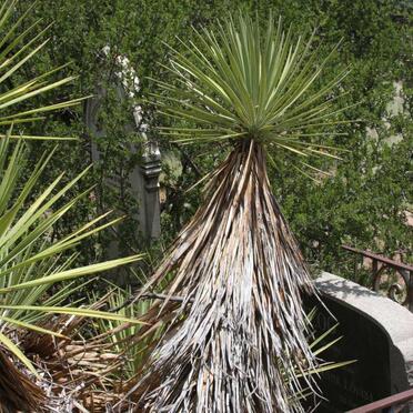 HERTZOG ? -1964 :: KING Anna Louisa 1866-1956 :: HERTZOG Johannes Albertus Munnik 1894-1918