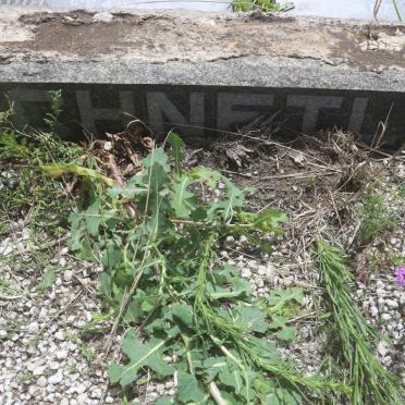 SCHNETLER Cornelius Theodorus 1865-1943 &amp; Emmerencia Frederica Jacoba DU PLESSIS 1873-1926