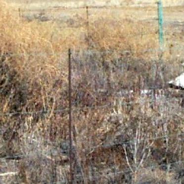 Free State, REITZ district, Bosmansvlei, farm cemetery