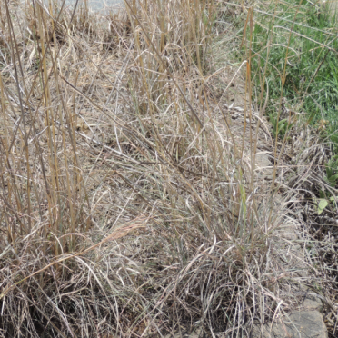 RENSBURG Cornelius Jacobus, Janse van 1895-1958 &amp; Christina Maria 1898-1975