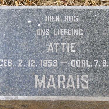 MARAIS Attie 1953-1954