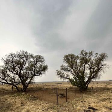 Free State, SENEKAL district, Excelsior 1409, farm cemetery