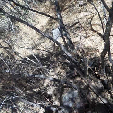 Gauteng, ALBERTON district, Rural (farm cemeteries)