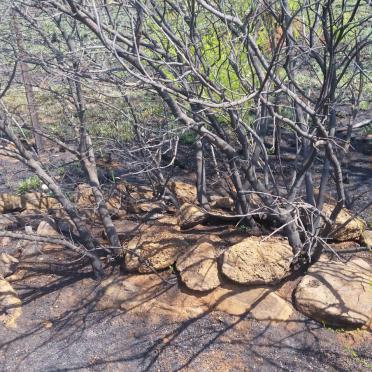 Gauteng, BRONKHORSTSPRUIT district, Witpoort 550, farm cemetery