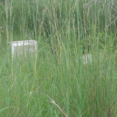 3. Oorsig van grafte