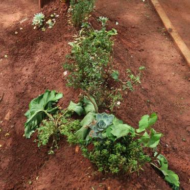 HOOSEN Yusuf Shaik -2021