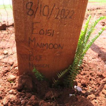 MAIMOON Bee Hoosen -2022