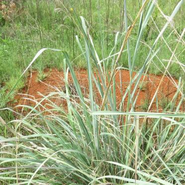 Gauteng, KEMPTON PARK district, Elandsfontein Small Holdings, Elandsfontein 412_2, farm cemetery