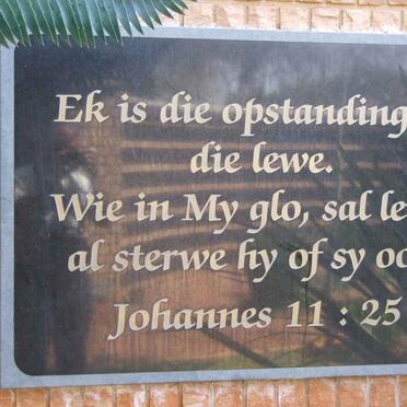 4. Plaque