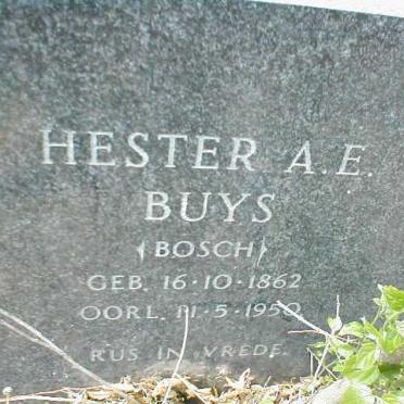 BUYS Hester A.E. nee BOSCH 1862-1950