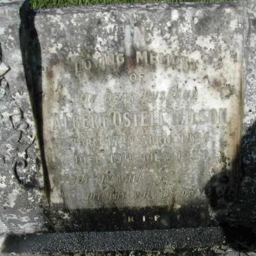 WILSON Albert Ostell 1886-1937
