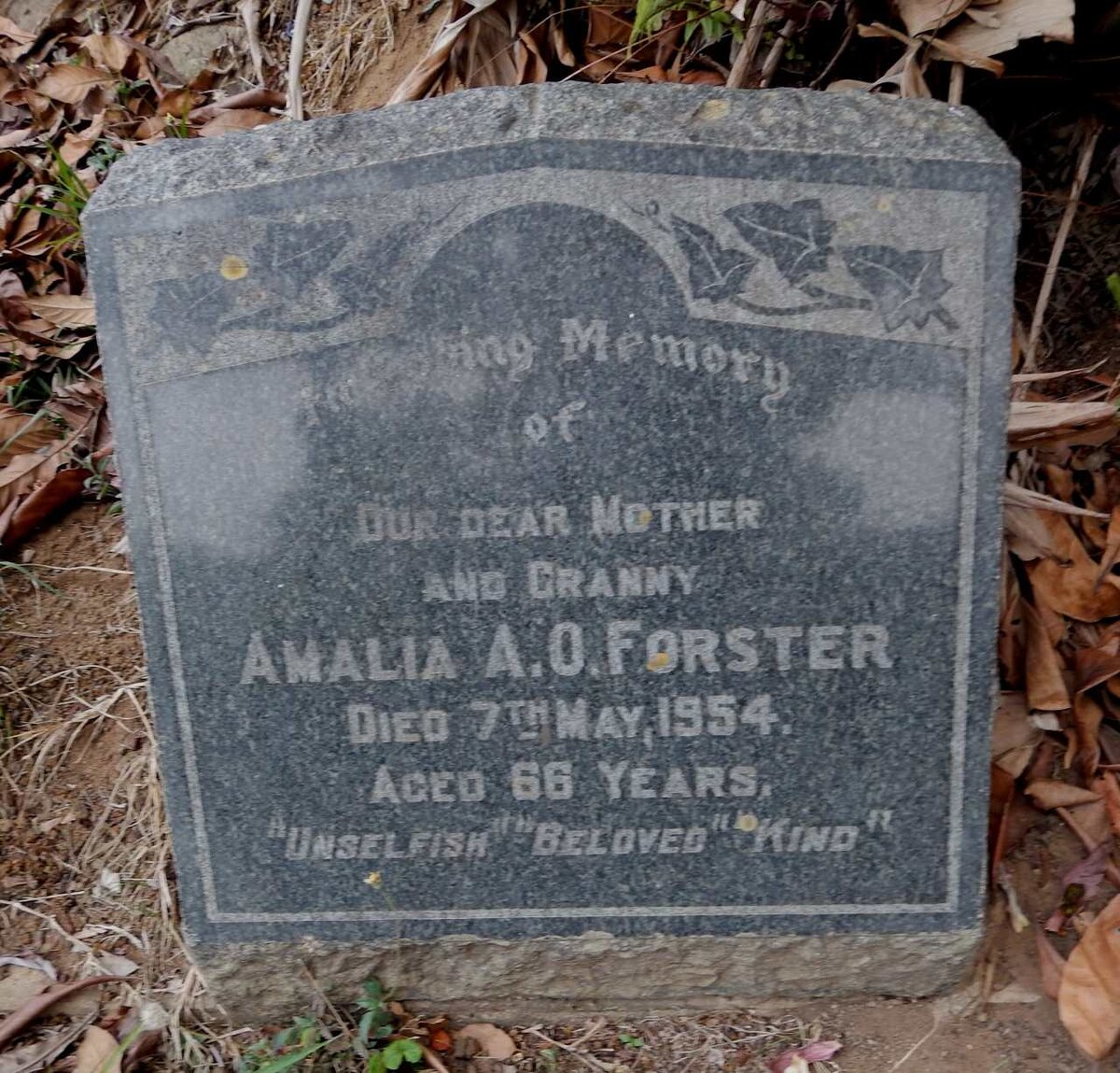 FORSTER Amelia A.O. -1954