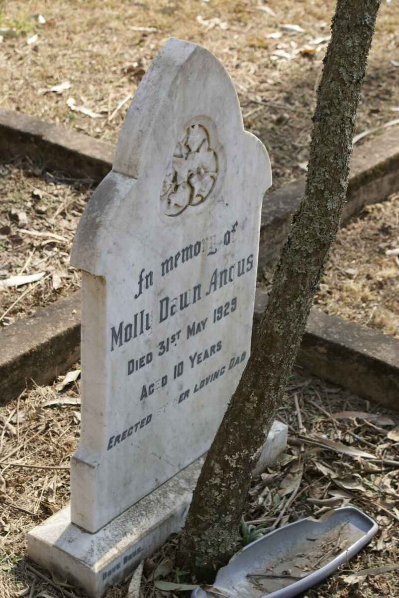 ANGUS Molly Dawn -1929