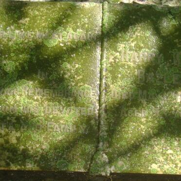 BAZLEY Harry ? -1941