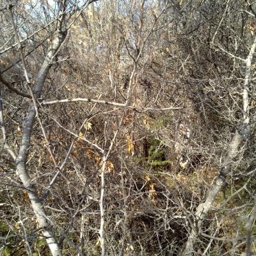 Limpopo, POLOKWANE district, Palmietfontein 620, farm cemetery