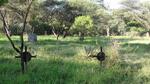 Botswana, GABORONE, The Village, Police Camp, British Military Cemetery