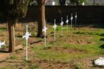 5. South African Light Horse Regiment - Anglo Boer War graves graves