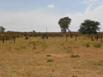 Northern Cape, GORDONIA district, Twee Rivieren, Mier 586_02, farm cemetery