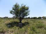 North West, BRITS district, Kareepoortberg, Farm 410 JQ, Losperfontein, farm cemetery