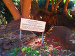 2. Overview / Oorsig Belhambra Memorial Tree