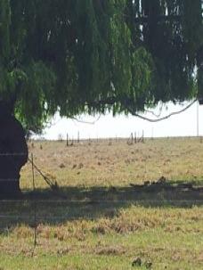 Mpumalanga, ERMELO district, Davel, Brakfontein_1, farm cemetery