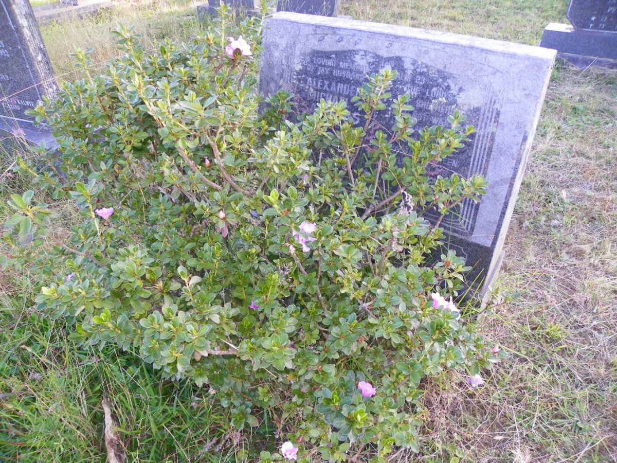 SANDERS Alexander Michael 19?6-1992 _2