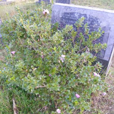 SANDERS Alexander Michael 19?6-1992