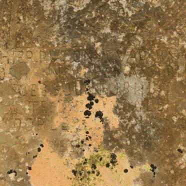 WASSERMAN Johannes 1846-1882