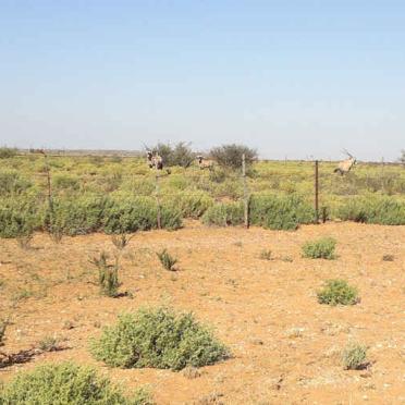 3. Oorsig - Gemsbokke by die begraafplaas