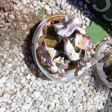 2. Interessante en baie ou grafversierings