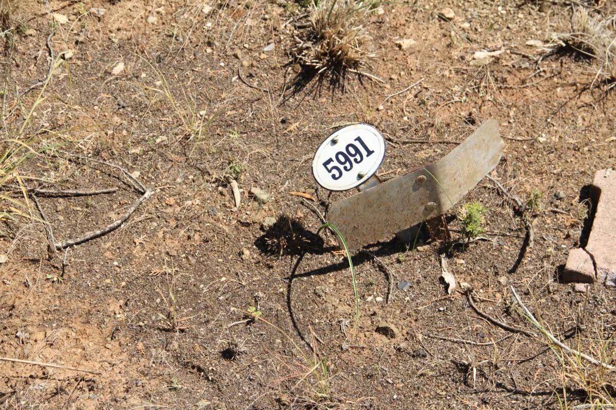 DRESSELS Willie  -1917