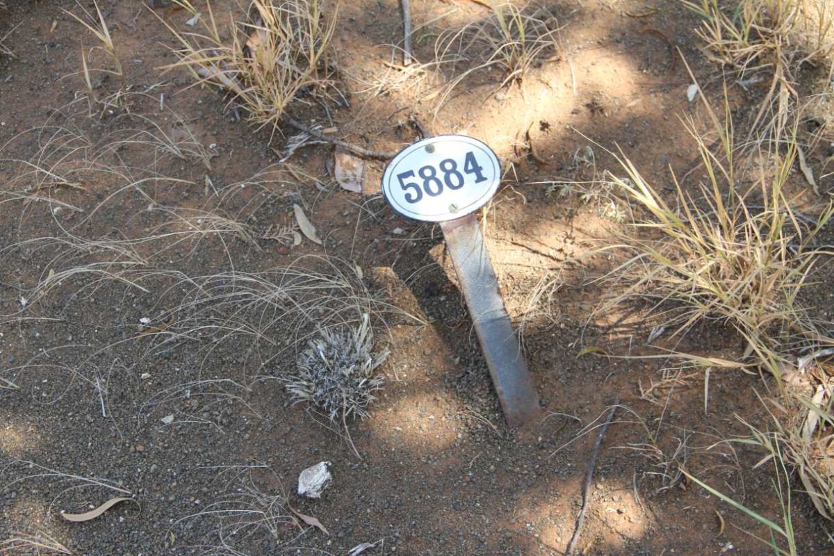 SUMMERS Rachel Regina -1916