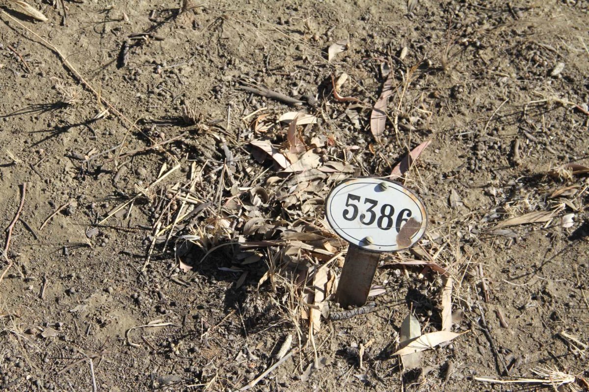 WILLIAMS Rachel -1908