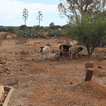Northern Cape, NIEUWOUDTVILLE, Main cemetery