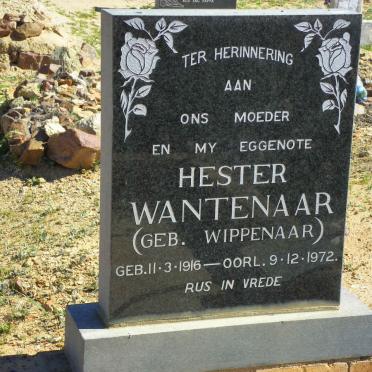 WANTENAAR Hester nee WIPPENAAR 1916-1972