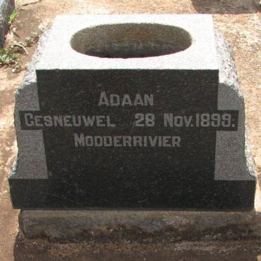 REY, de la :: DE LE REY