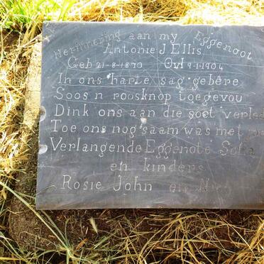 ELLIS Antonie J. 1870-1904