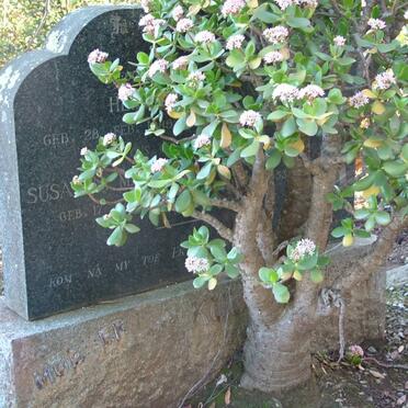 KUUN Hendrik Johannes 1889-1951 &amp; Susanna Magdalena nee DU TOIT 1886-1953